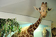 Жираф (самый крупный экспонат в музее)
