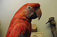Красно-синий попугай Ара
 